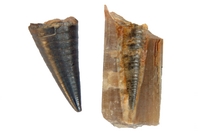 Phragmocone de Neohibolites